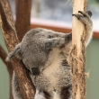 j, ta koala je po flmuuu???